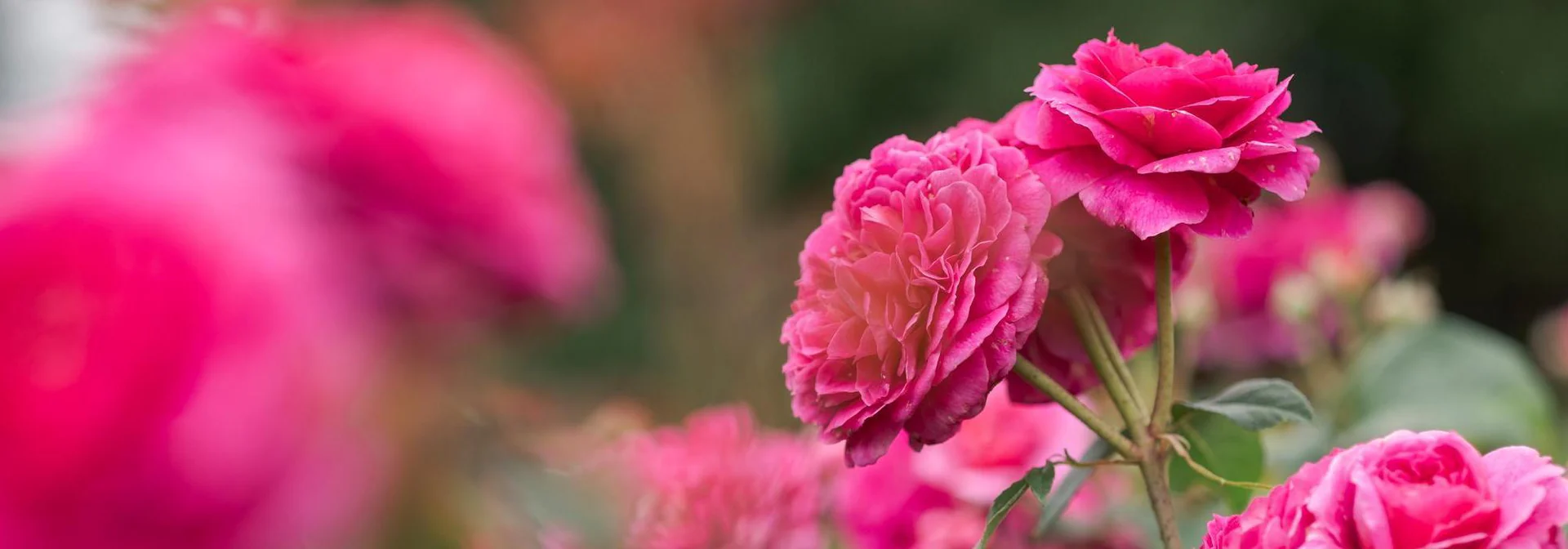 Timeless English Roses for Every Garden