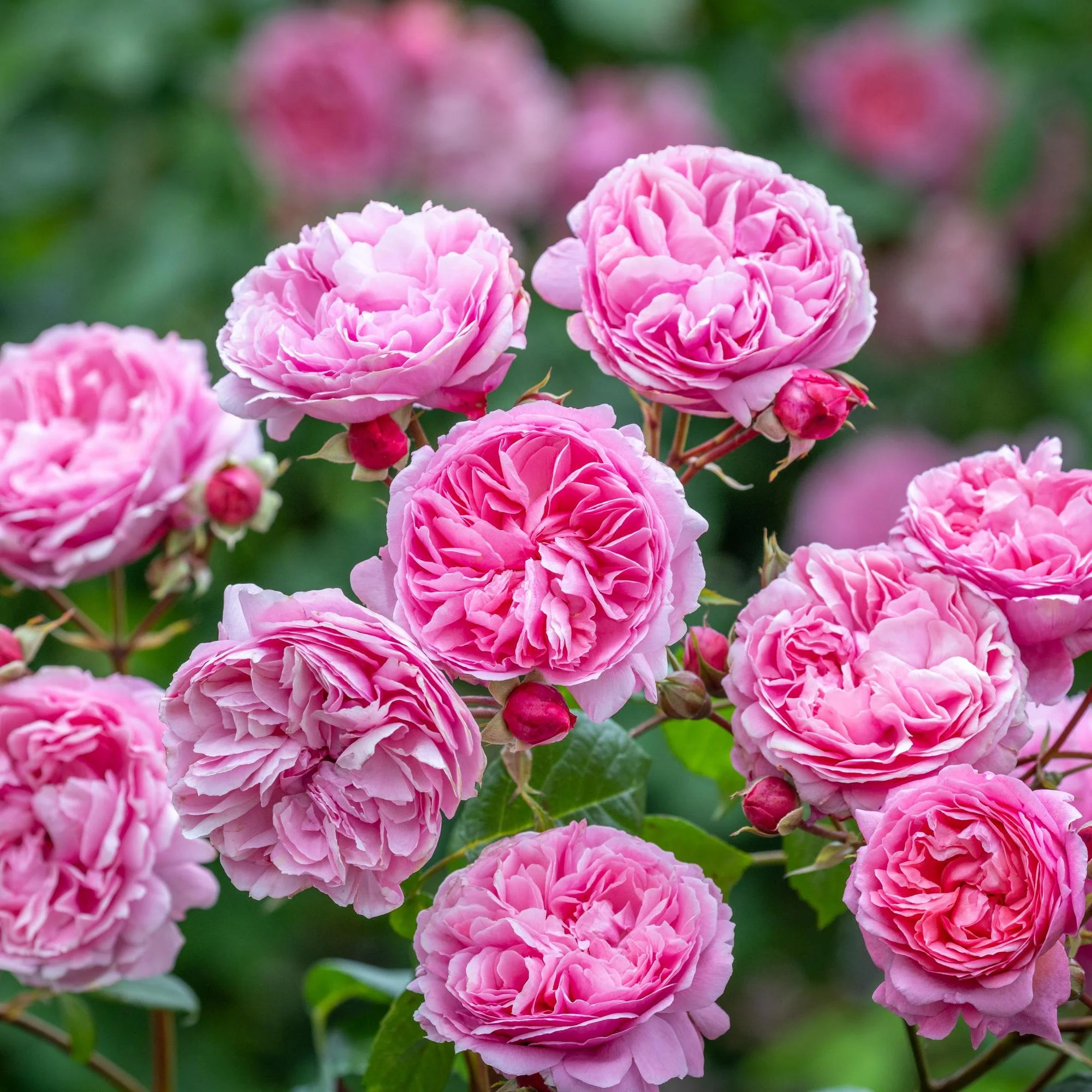 New Varieties